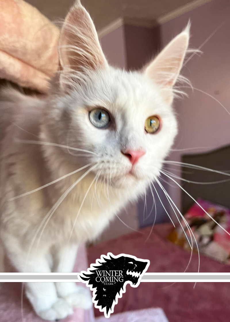 winte-white-maine-coon.png