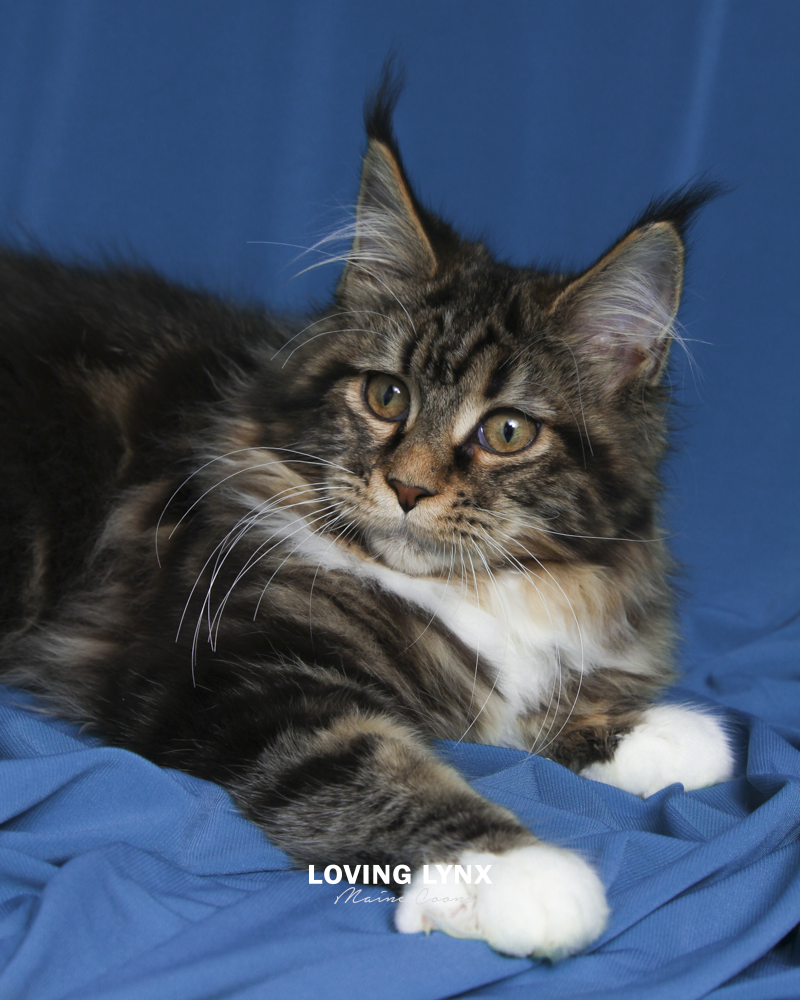 maine-coon-cat-15.PNG