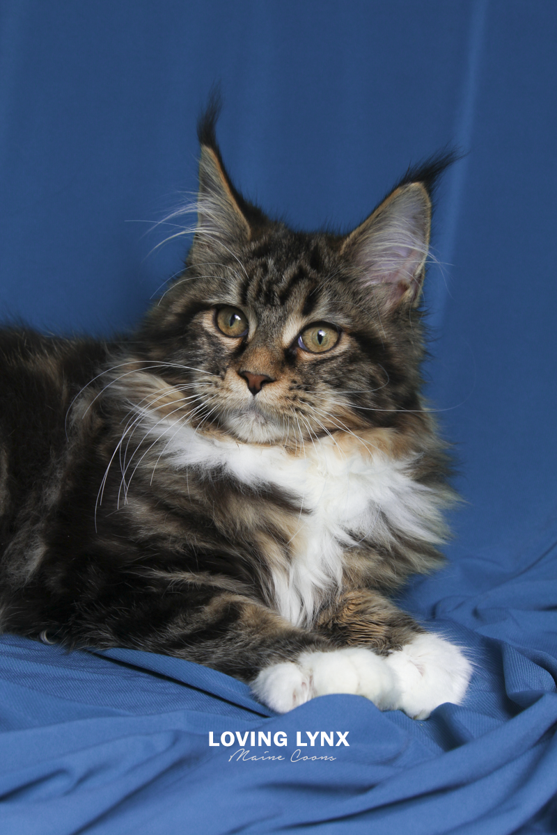 maine-coon-cat-14.PNG