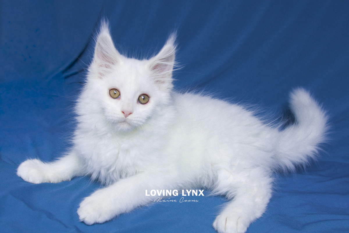 maine-coon-cat-30.PNG