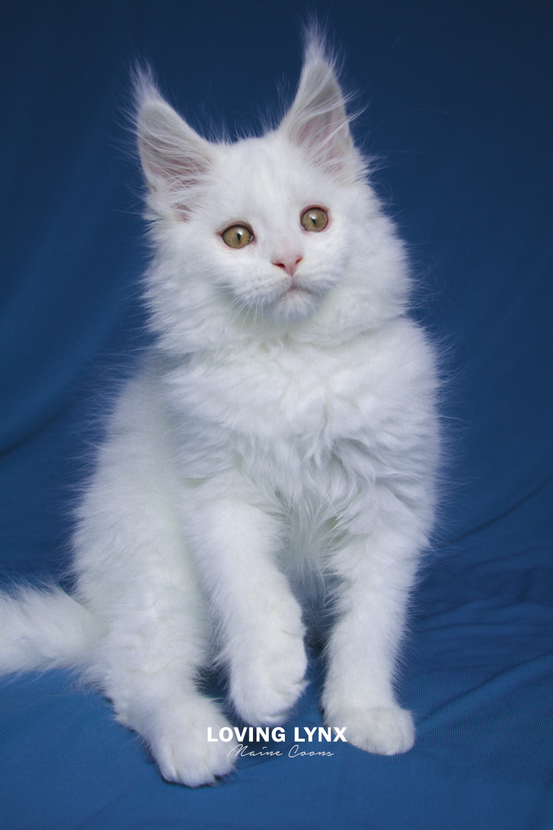 maine-coon-cat-16.PNG