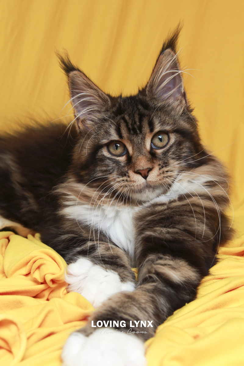 Fiona, Maine Coon Kitten