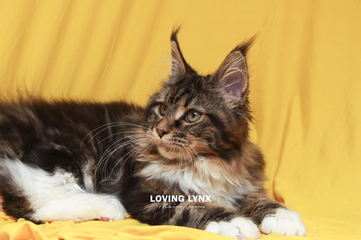 maine-coon-cat-37.PNG