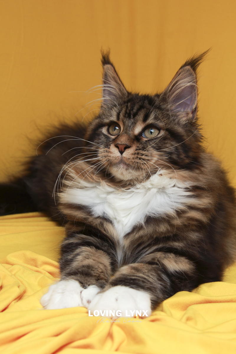 maine-coon-cat-39.PNG