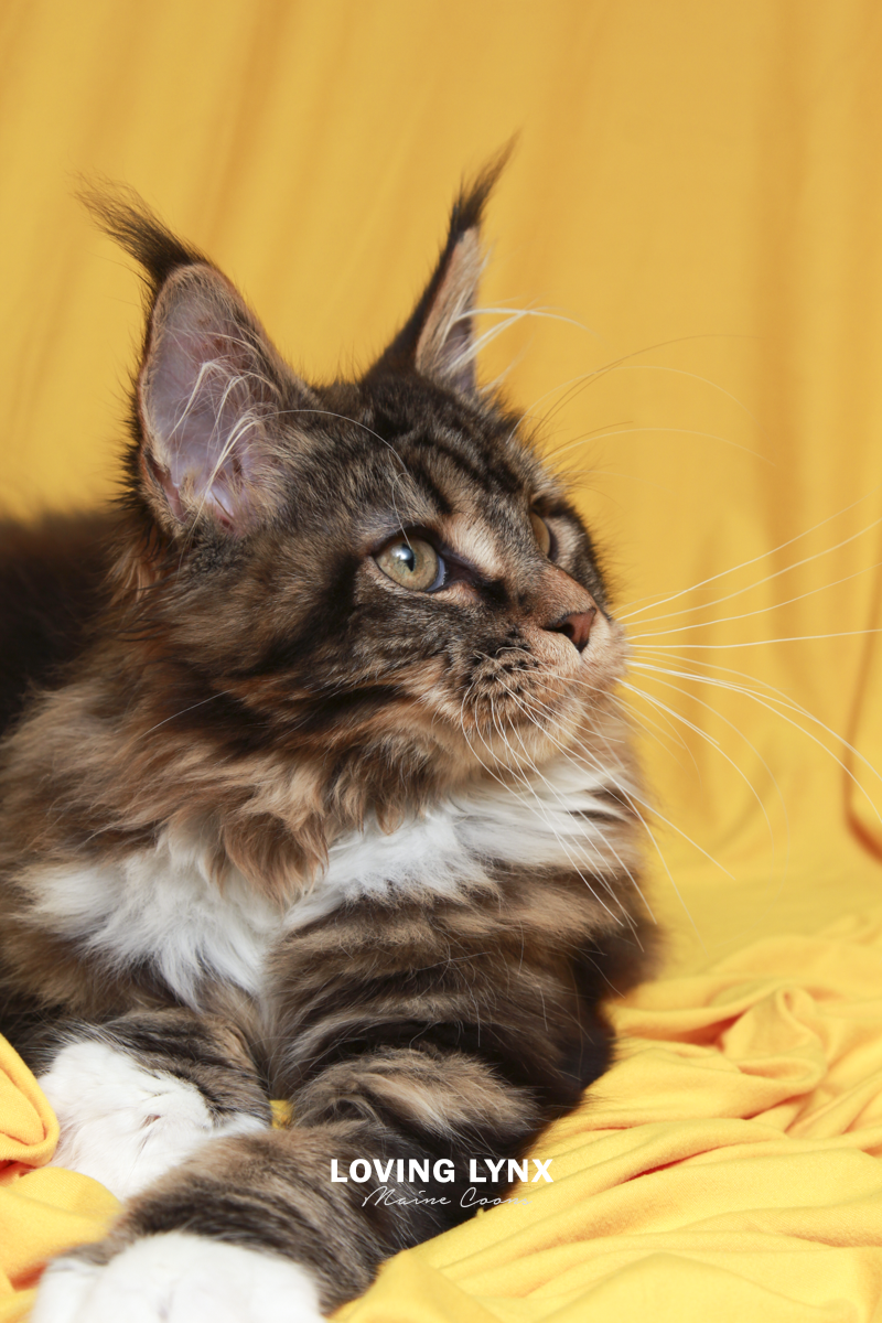 maine-coon-cat-41.PNG
