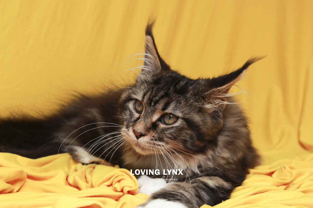 maine-coon-cat-42.PNG