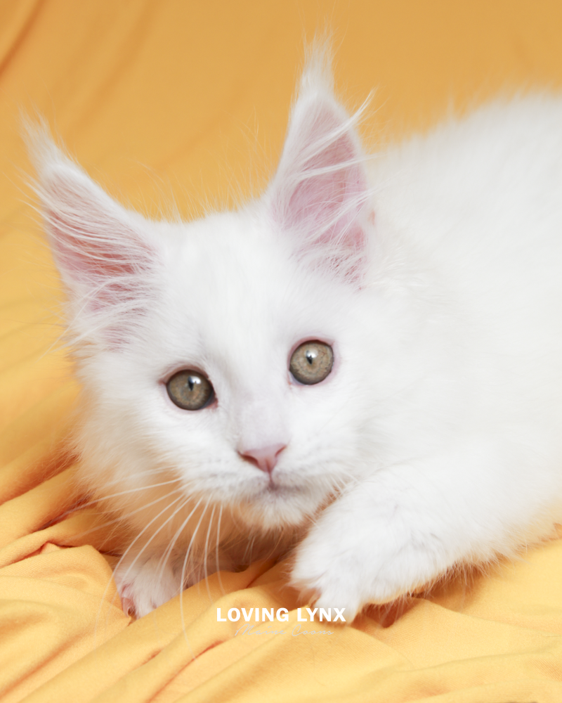Geo, Maine Coon Kitten