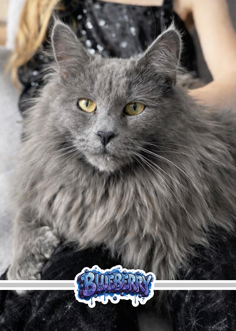 blueberry-adult-maine-coon.png