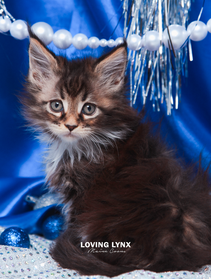 Fiona, Maine Coon Kitten
