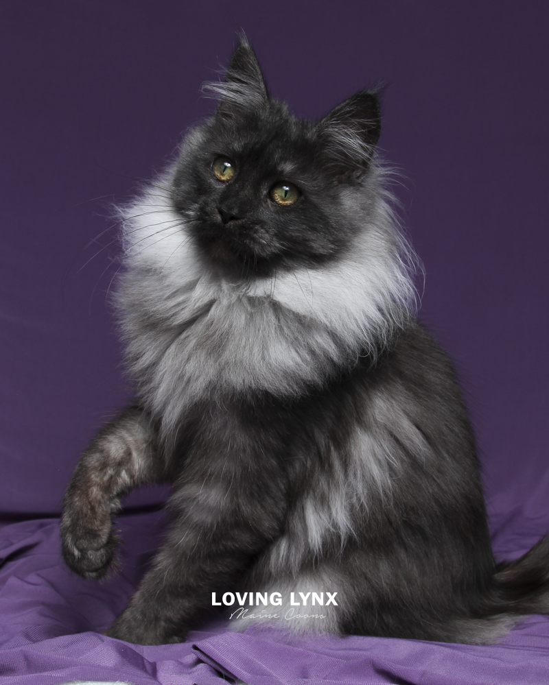maine-coon-cat-63.PNG