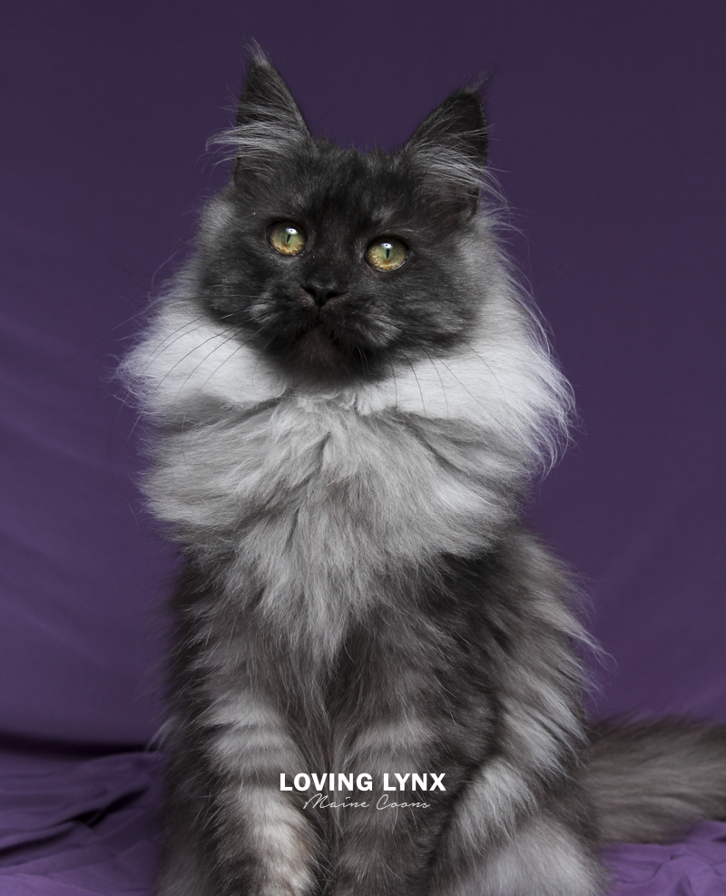 maine-coon-cat-64.PNG