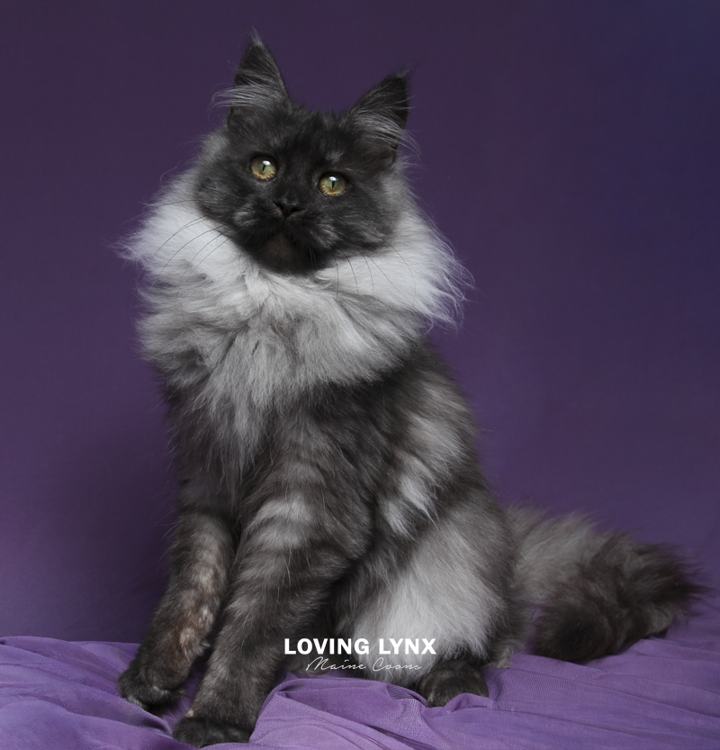 maine-coon-cat-66.PNG
