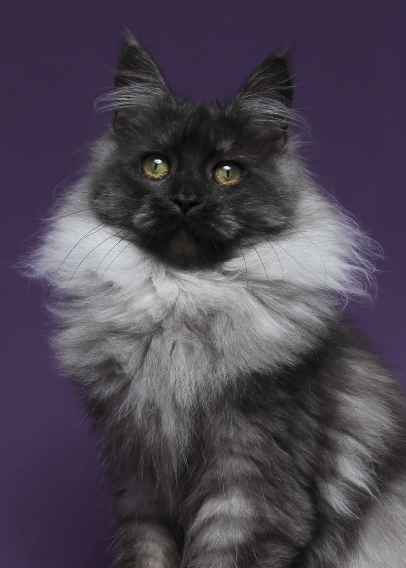 maine-coon-cat-67.PNG