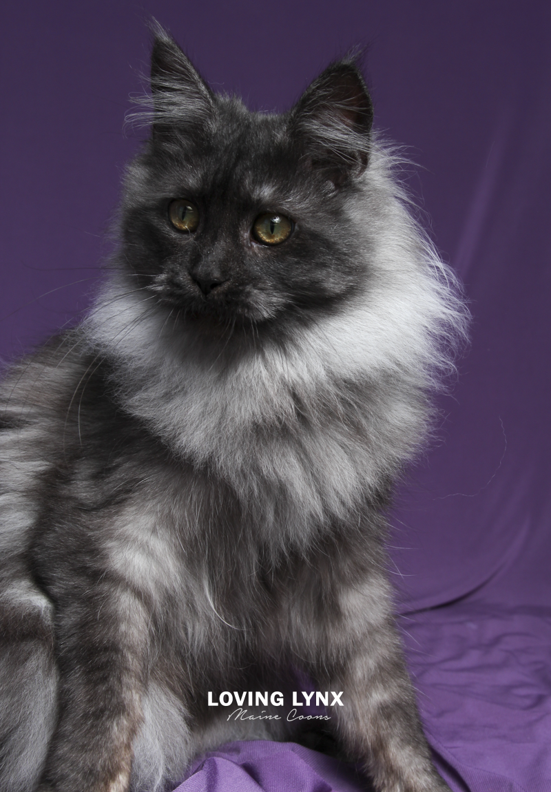 maine-coon-cat-69.PNG