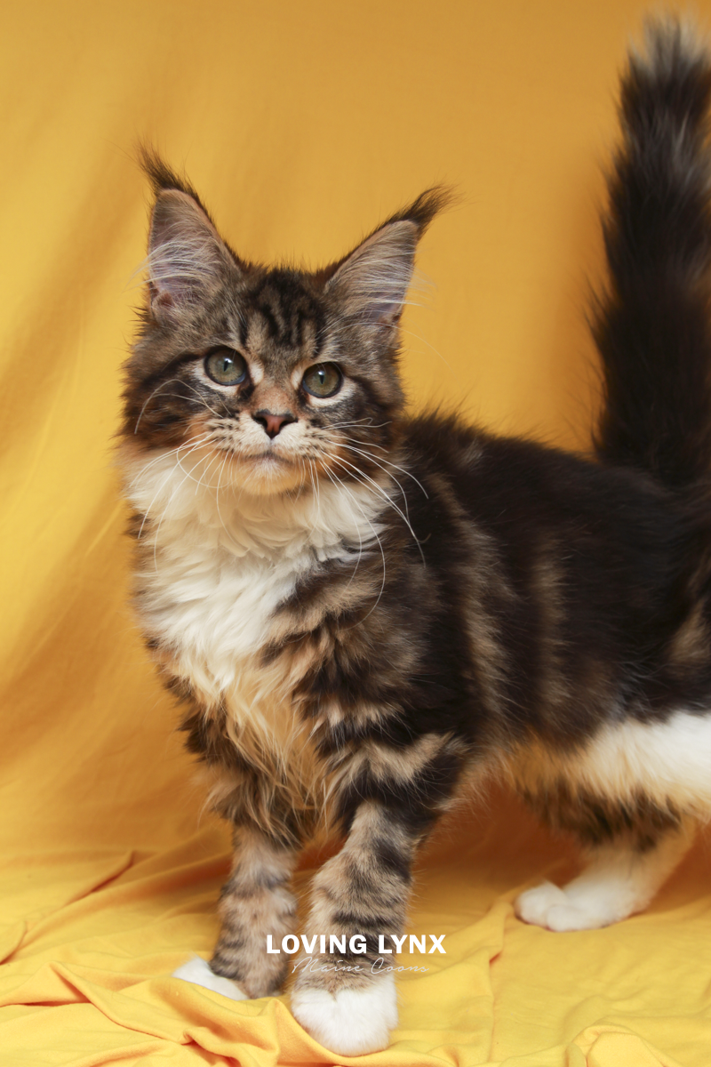 Faith, Maine Coon Kitten
