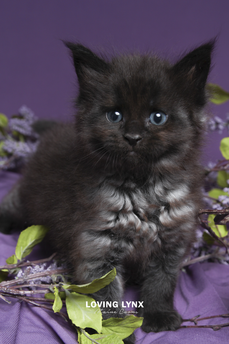 Batman, Maine Coon Kitten