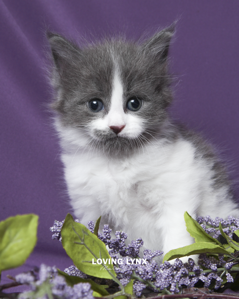 Blue Ballerina, Maine Coon Kitten