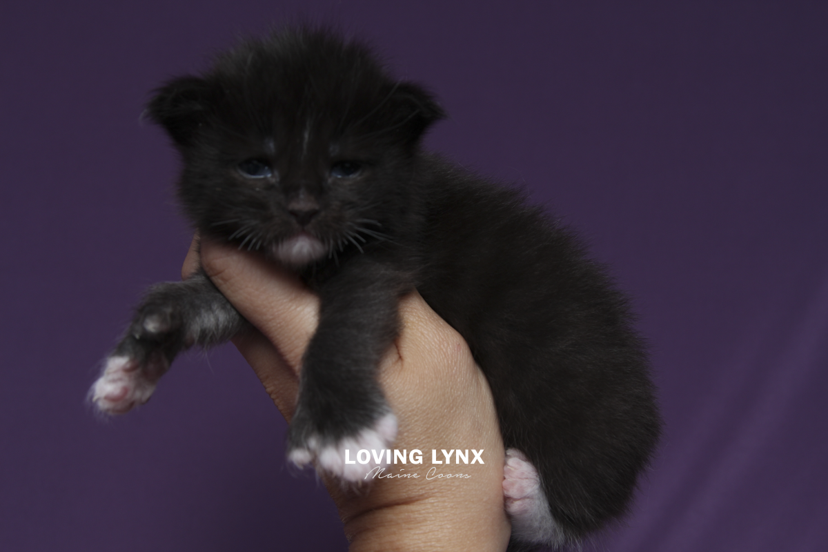 Harmony, Maine Coon Kitten