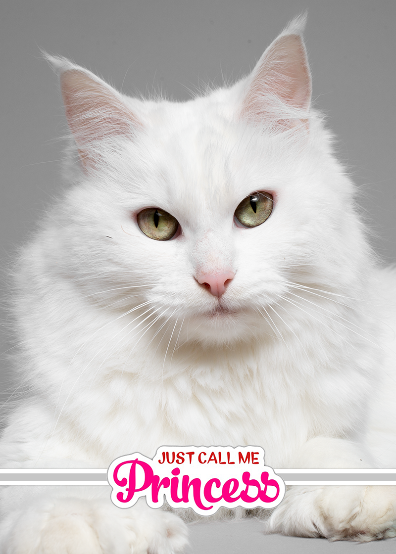 Maine Coon Cat "Princess" (Copy)