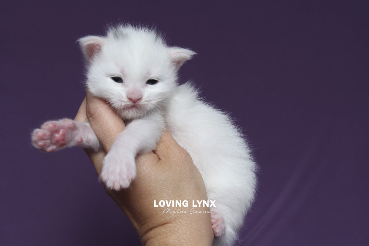 Hazel, Maine Coon Kitten