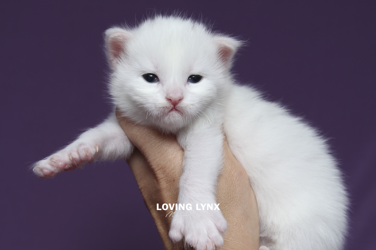 Hana, Maine Coon Kitten