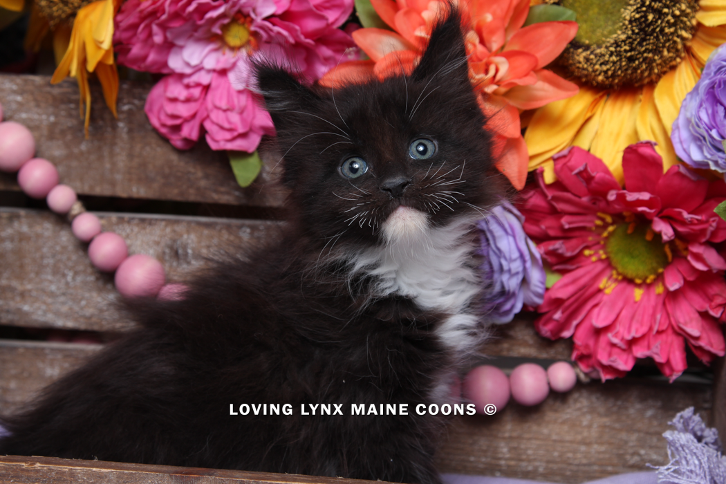 maine-coon-kittens-2025-4.PNG