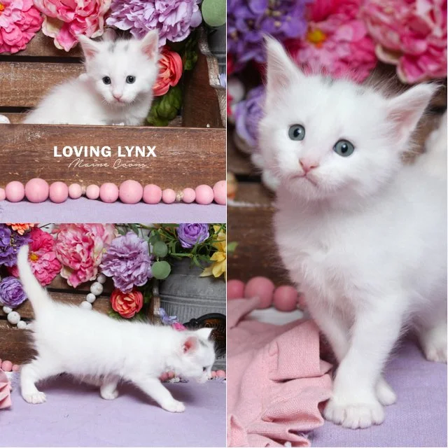 Hans, Maine Coon Kitten