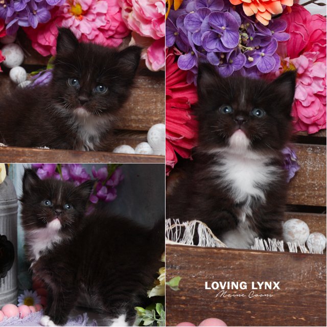 Harmony, Maine Coon Kitten