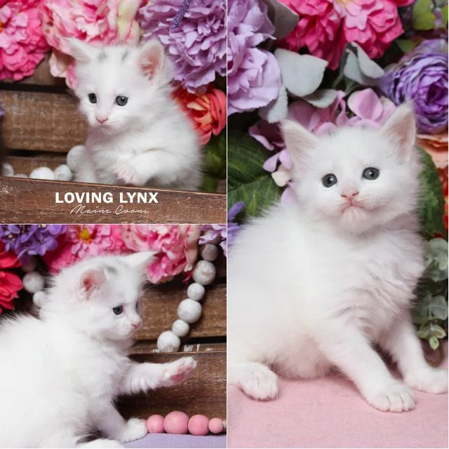 Hazel, Maine Coon Kitten