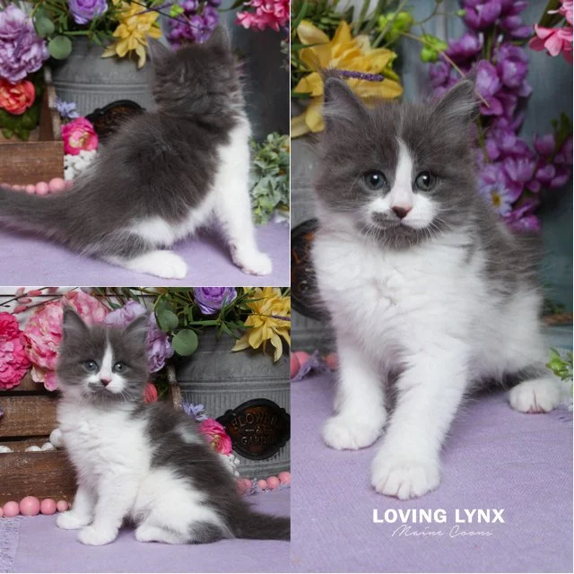 Blue Ballerina, Maine Coon Kitten