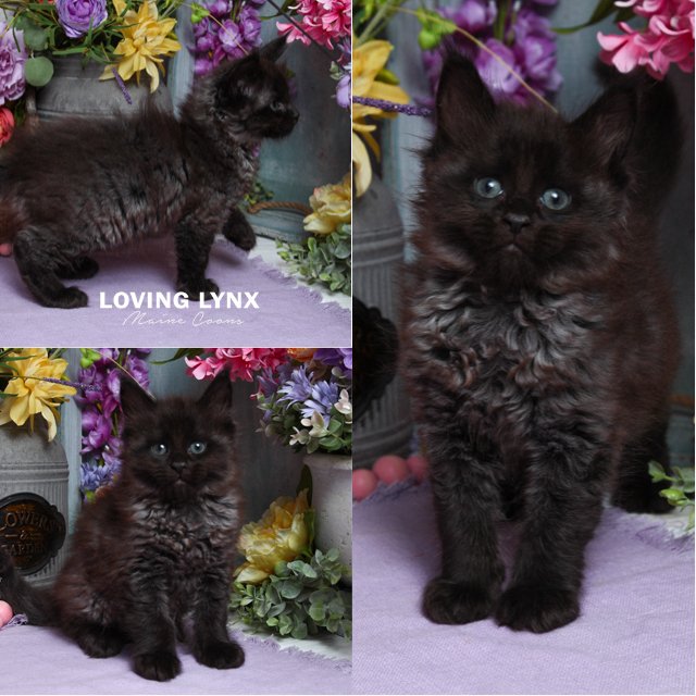 Batman, Maine Coon Kitten