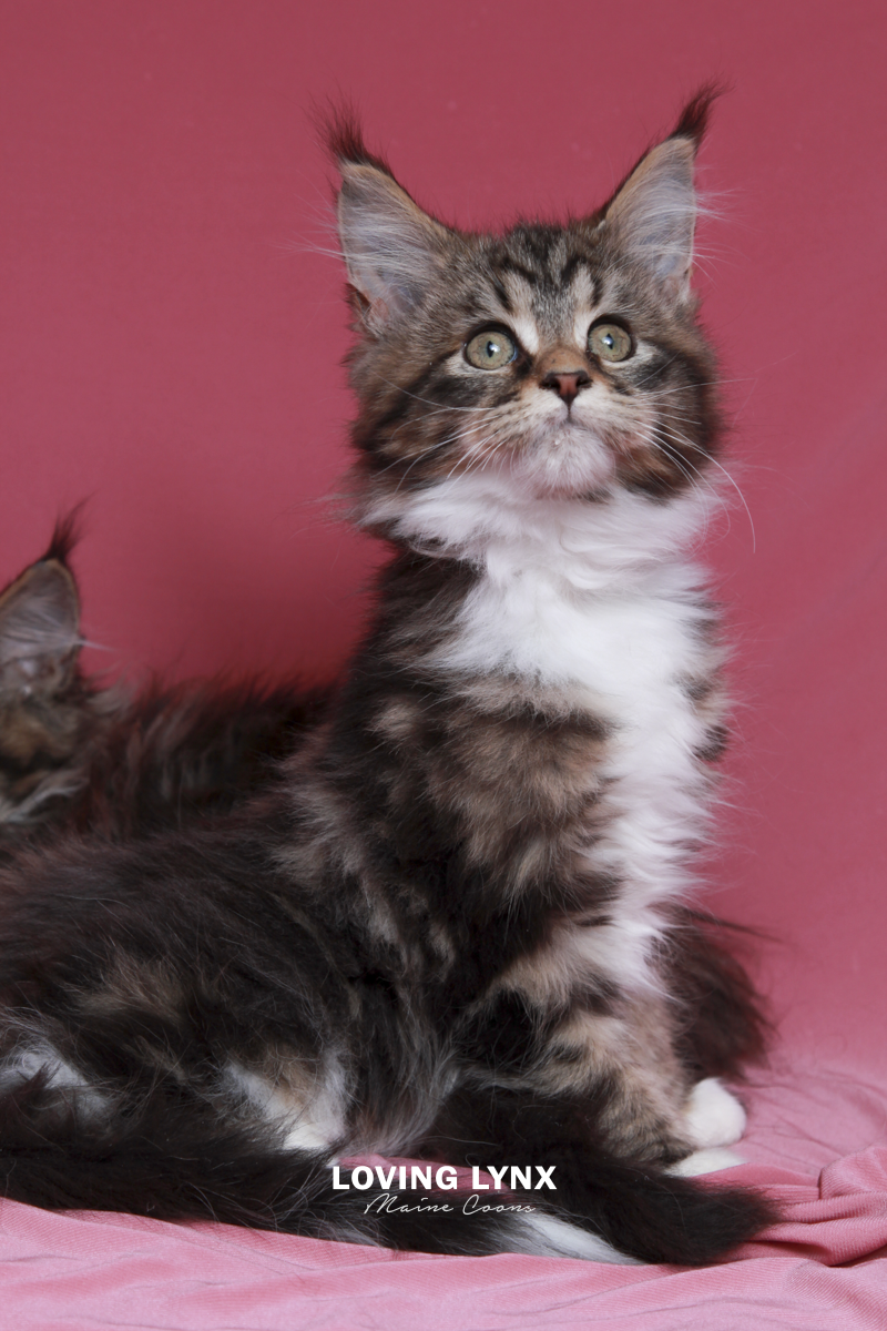 Faith, Maine Coon Kitten