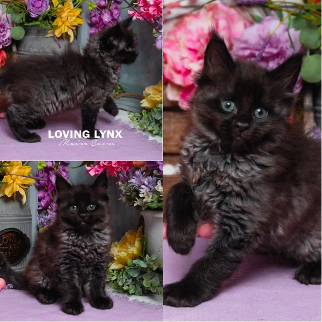 Batman, Maine Coon Kitten