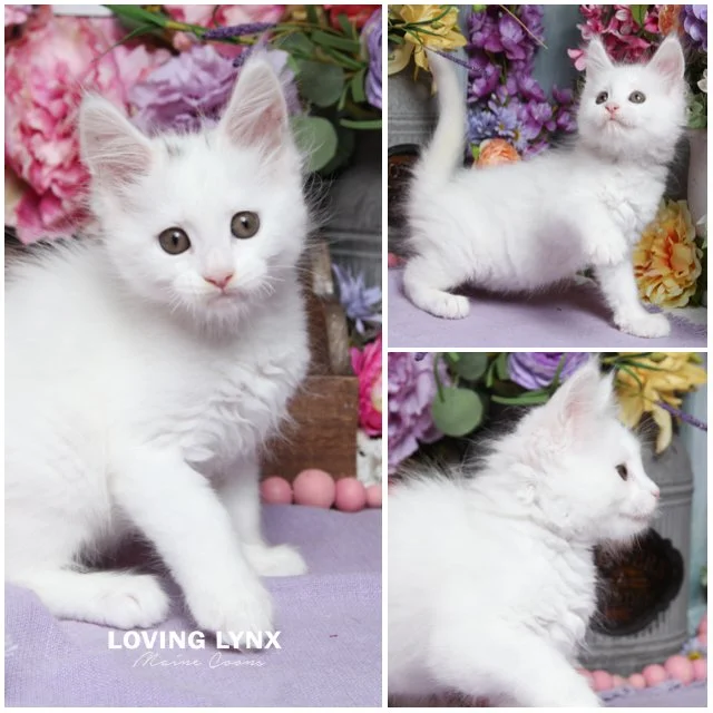 Hazel, Maine Coon Kitten