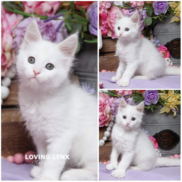 Hana, Maine Coon Kitten
