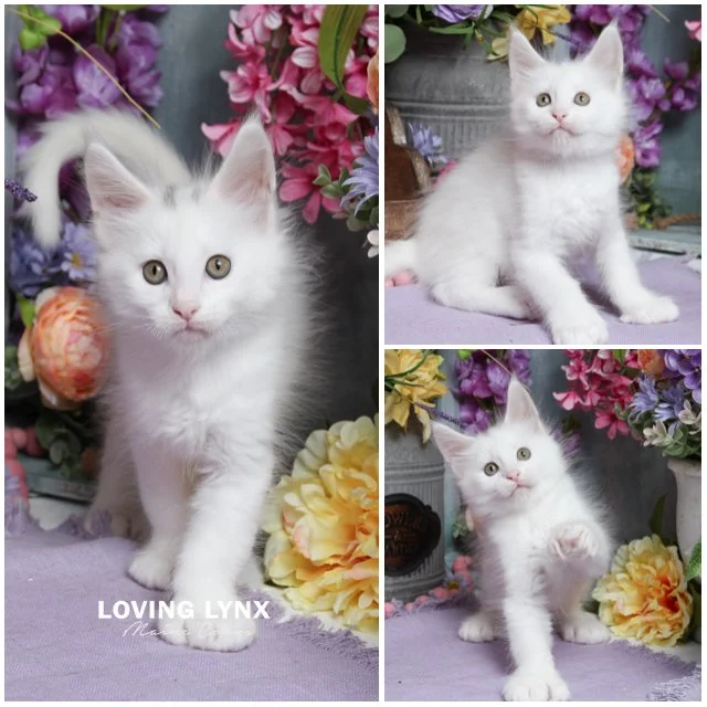 Hans, Maine Coon Kitten