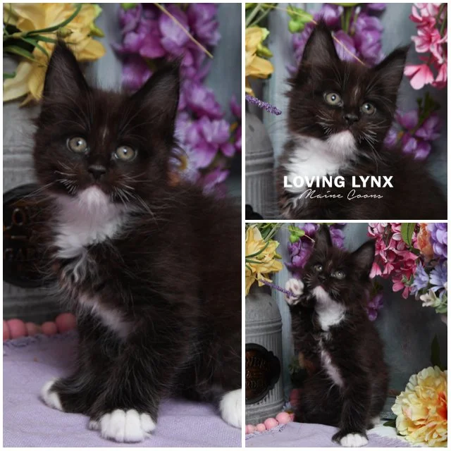 Harmony, Maine Coon Kitten