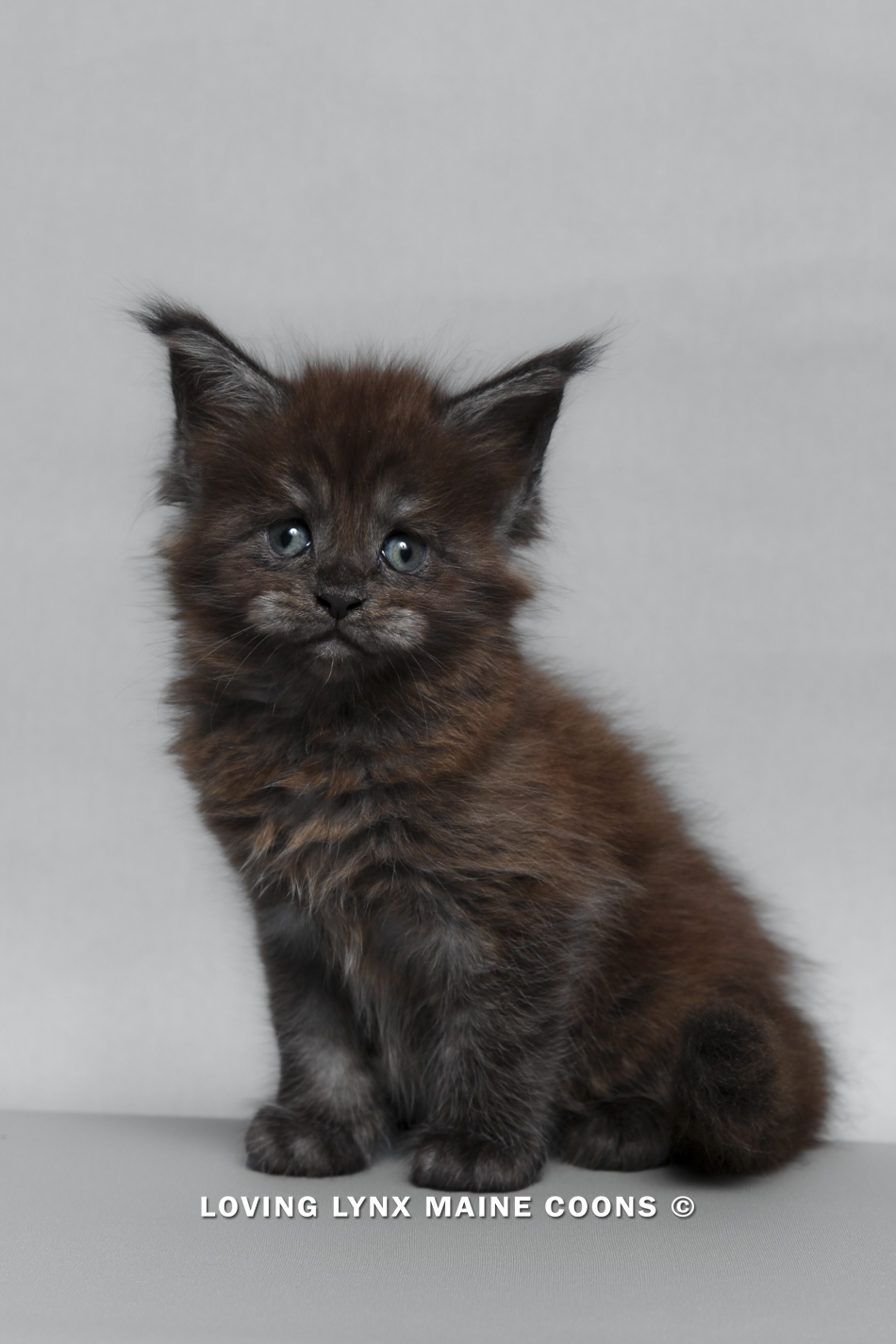 maine-coon-kitten-69.PNG