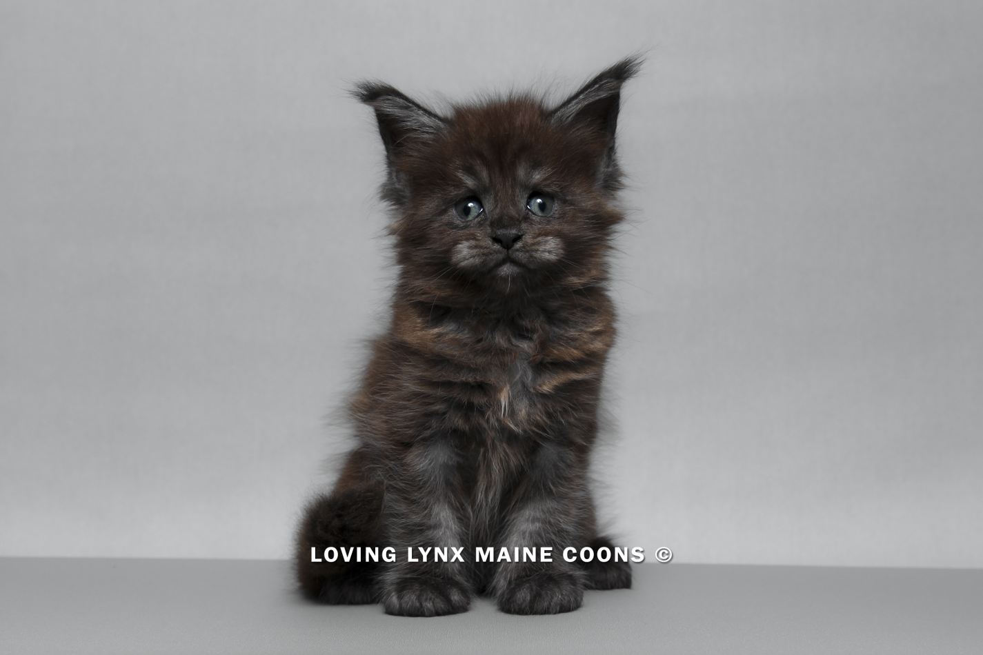 maine-coon-kitten-70.PNG
