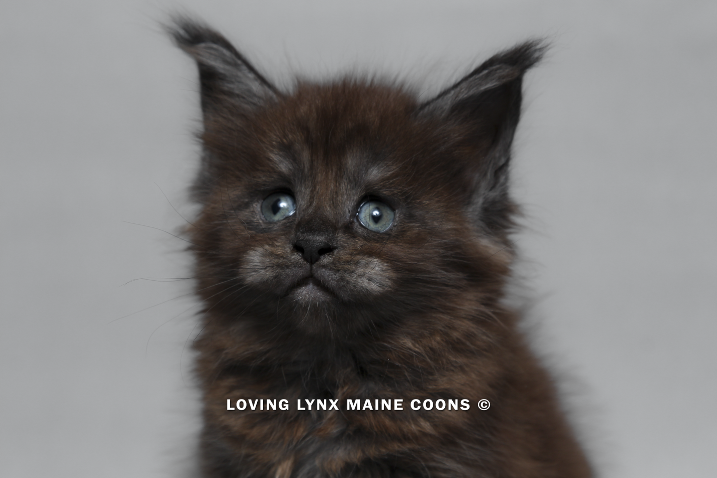 maine-coon-kitten-71.PNG