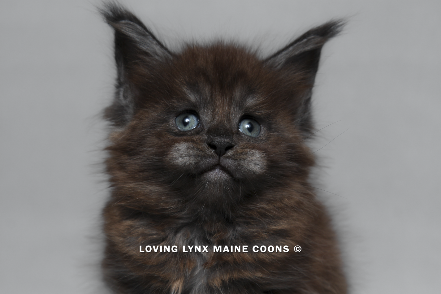 maine-coon-kitten-72.PNG