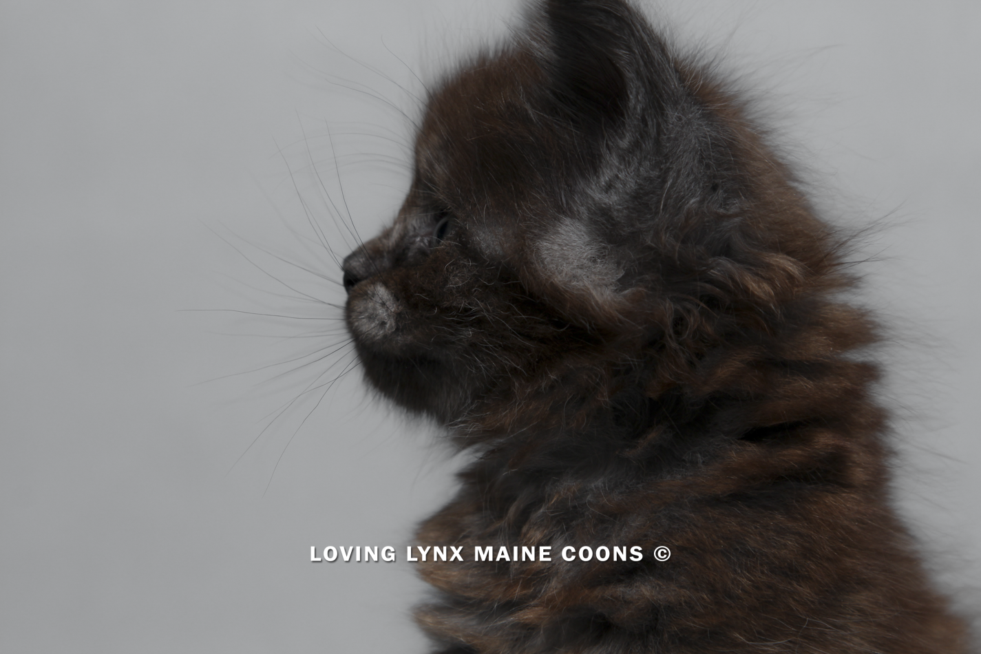 maine-coon-kitten-73.PNG