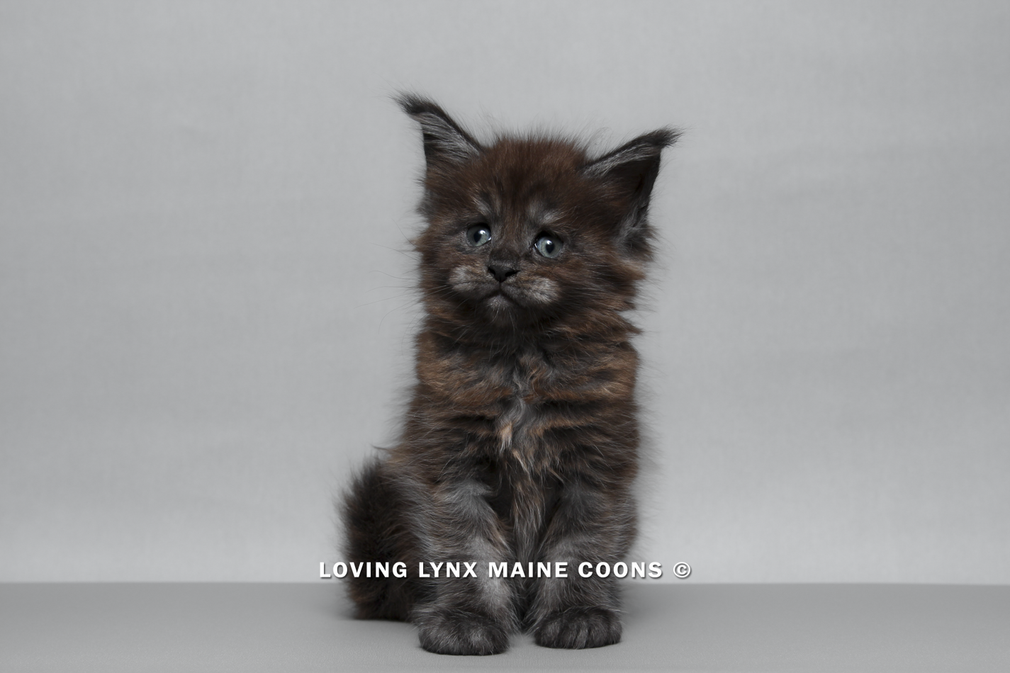 maine-coon-kitten-74.PNG