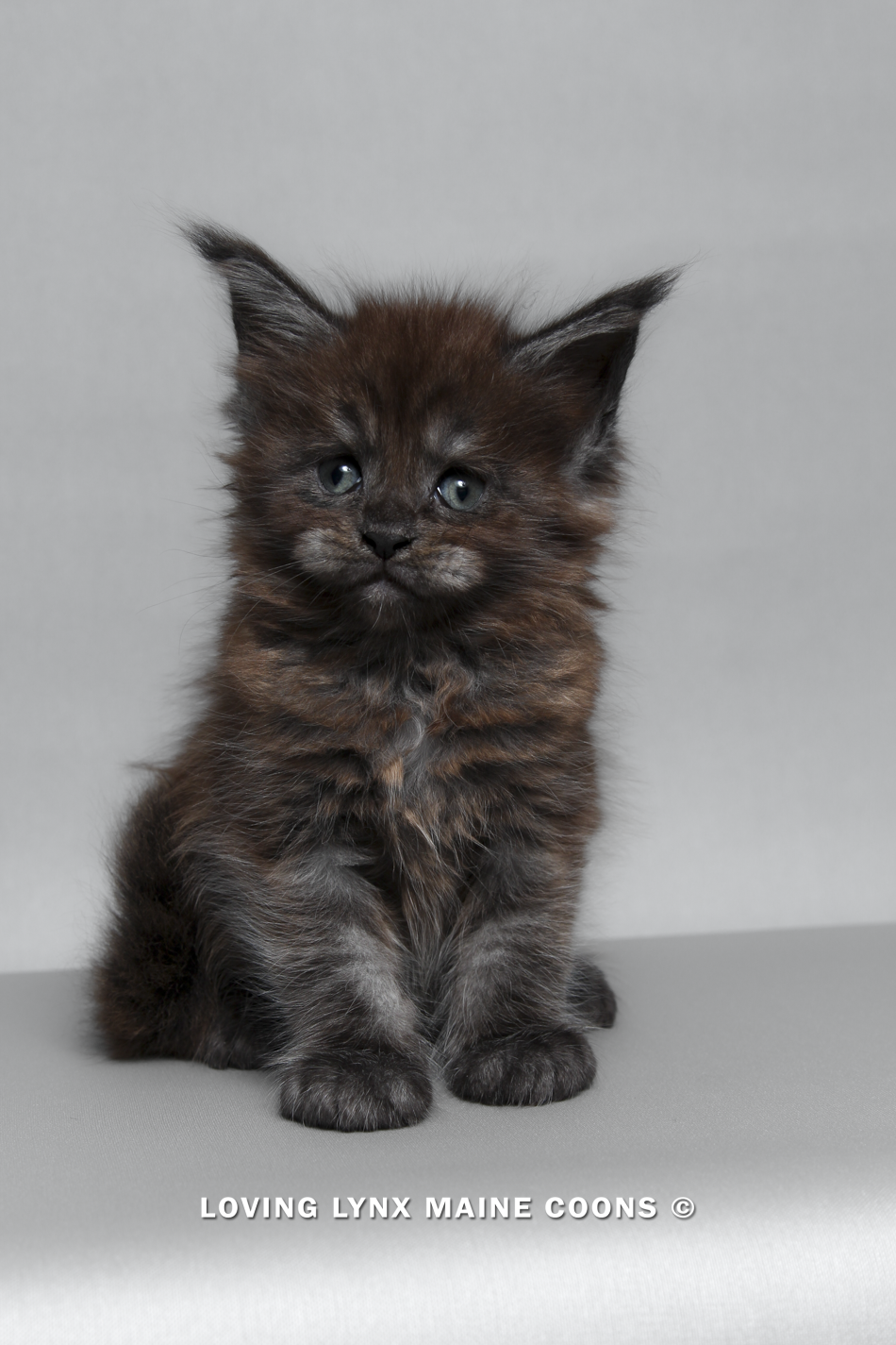 maine-coon-kitten-75.PNG