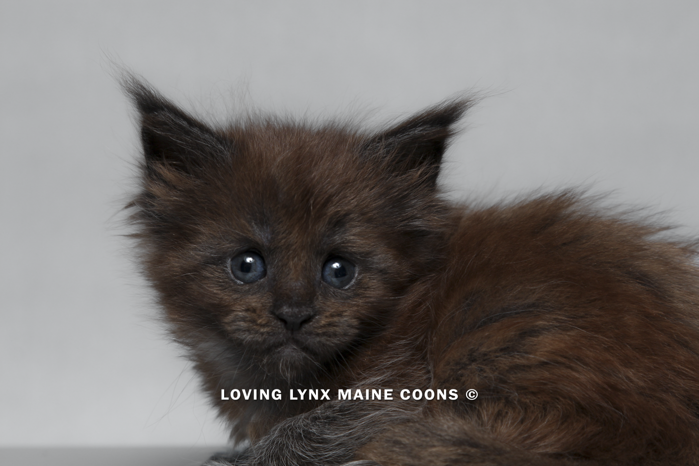 maine-coon-kitten-76.PNG