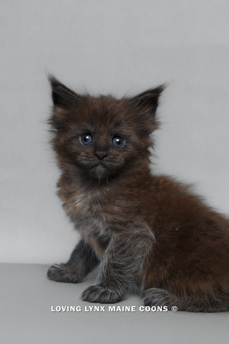 maine-coon-kitten-77.PNG