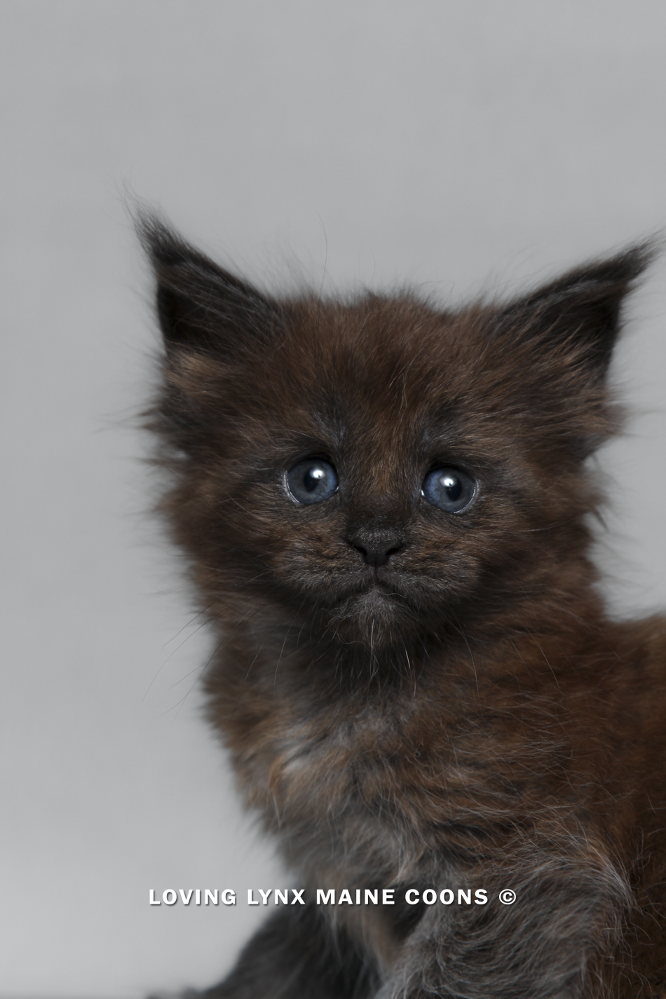 maine-coon-kitten-78.PNG