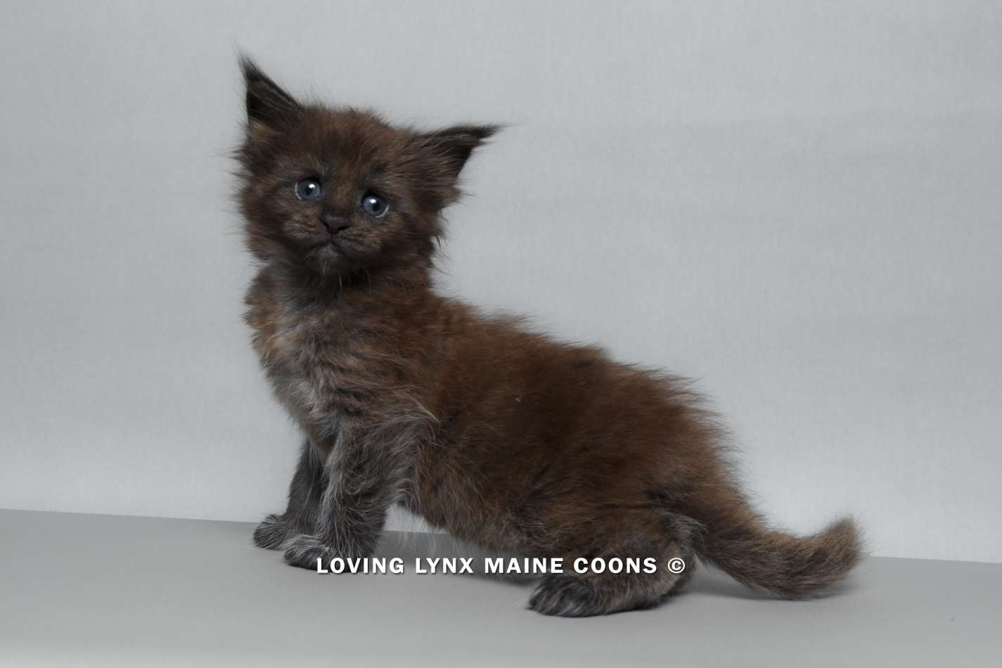 maine-coon-kitten-80.PNG