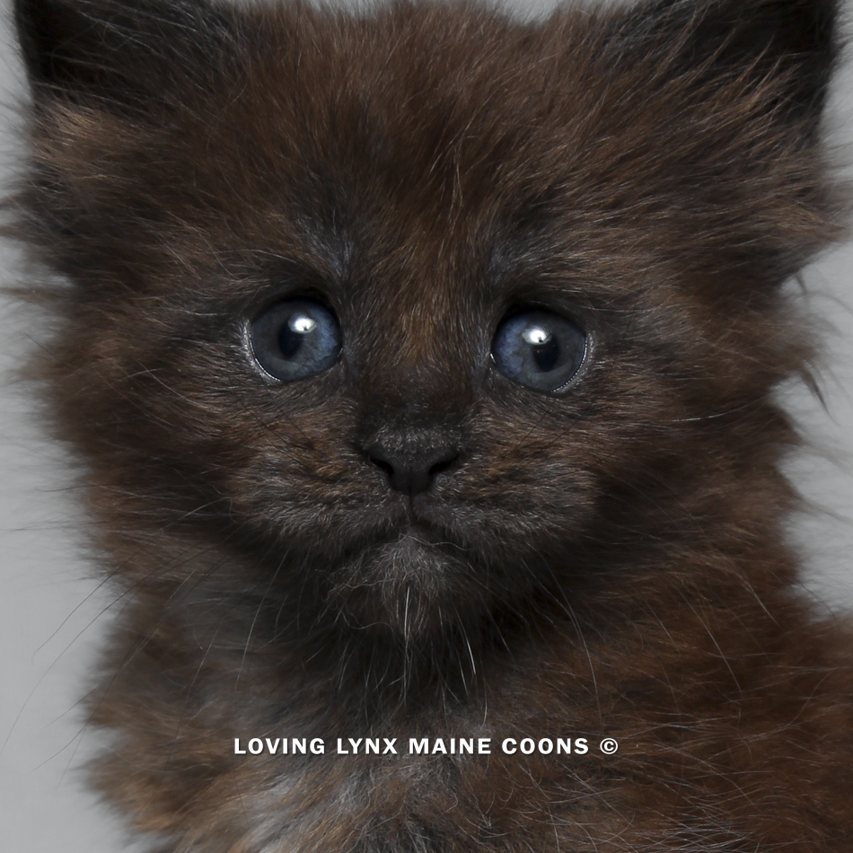 maine-coon-kitten-82.PNG