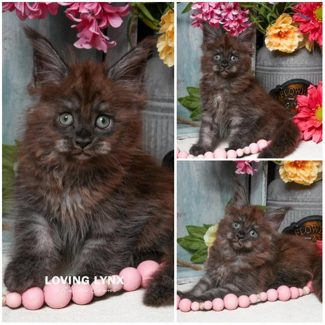 Isabella, Maine Coon Kitten